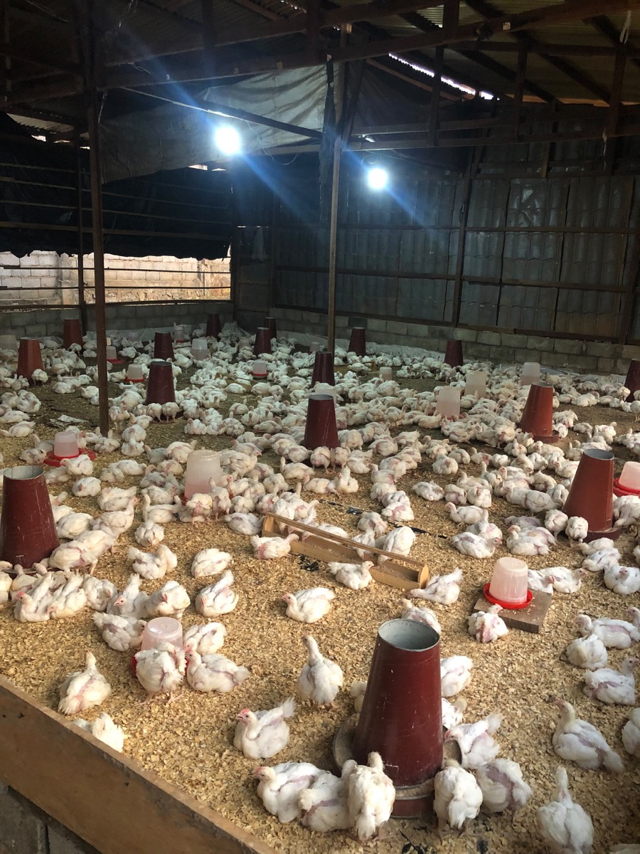Poulets de chair élevés au sol sur copeaux dans le poulailler Mafoal Chicken
