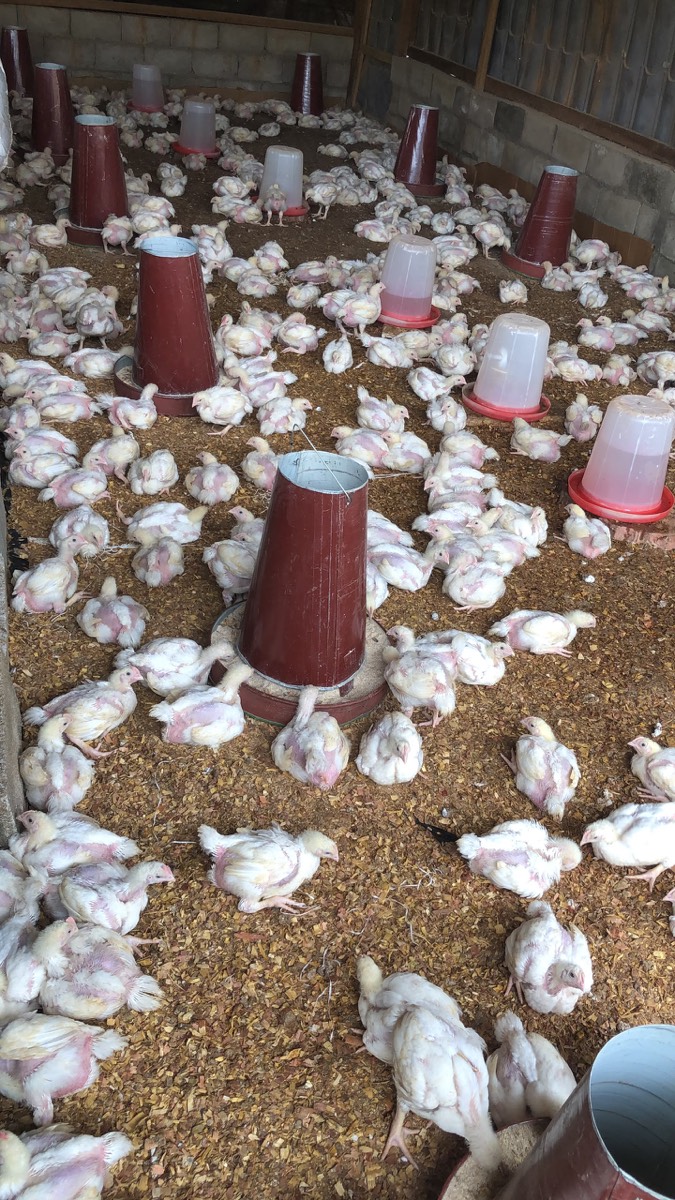 Poulets de chair en croissance autour des mangeoires et abreuvoirs