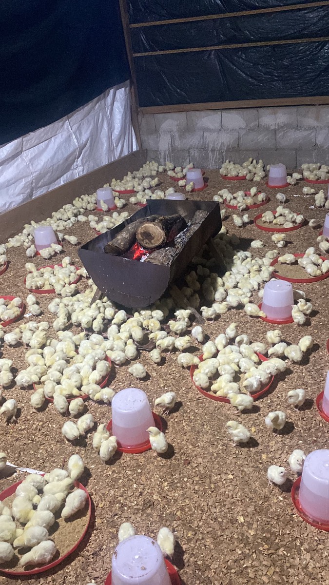Poussins réunis autour du foyer qui chauffe le bâtiment d'élevage